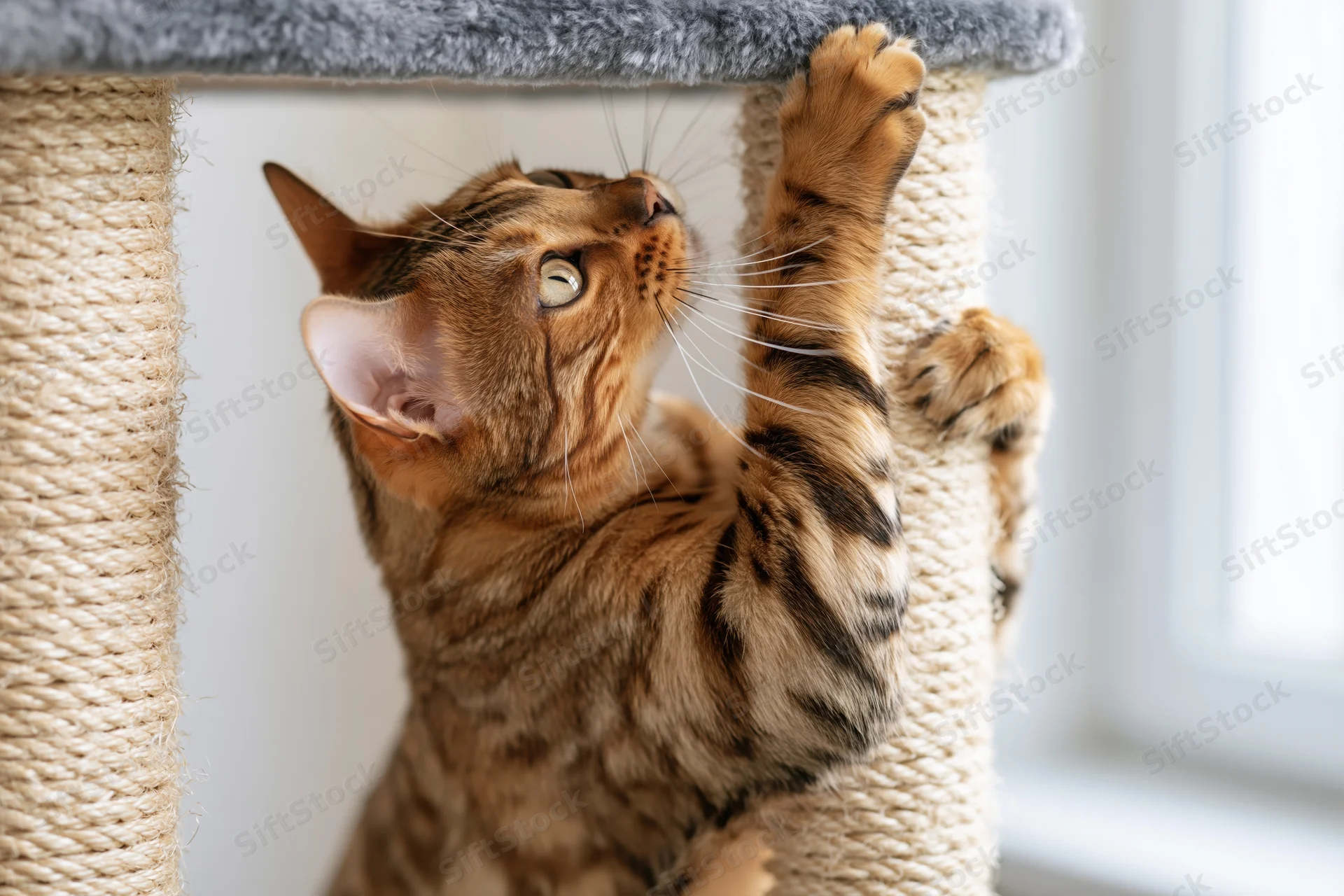 Bengal cat scratching sisal rope post indoors near window