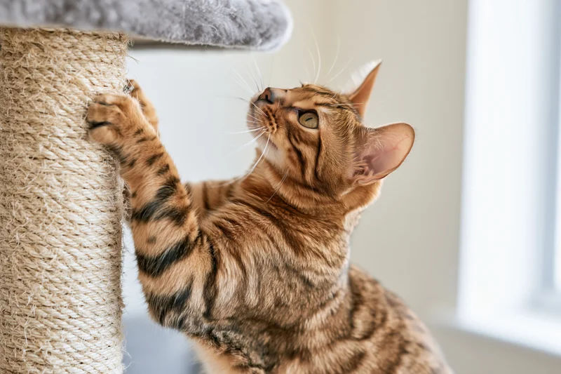 Bengal cat scratching sisal rope post indoors near window