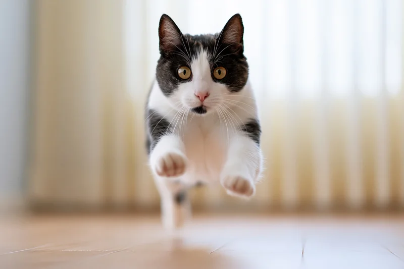 Black and white tuxedo cat mid-leap running toward camera on hardwood floor indoors