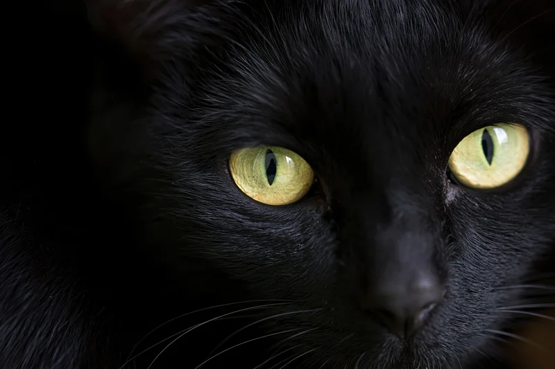 Closeup of black cat with yellow eyes staring directly at camera in dark setting