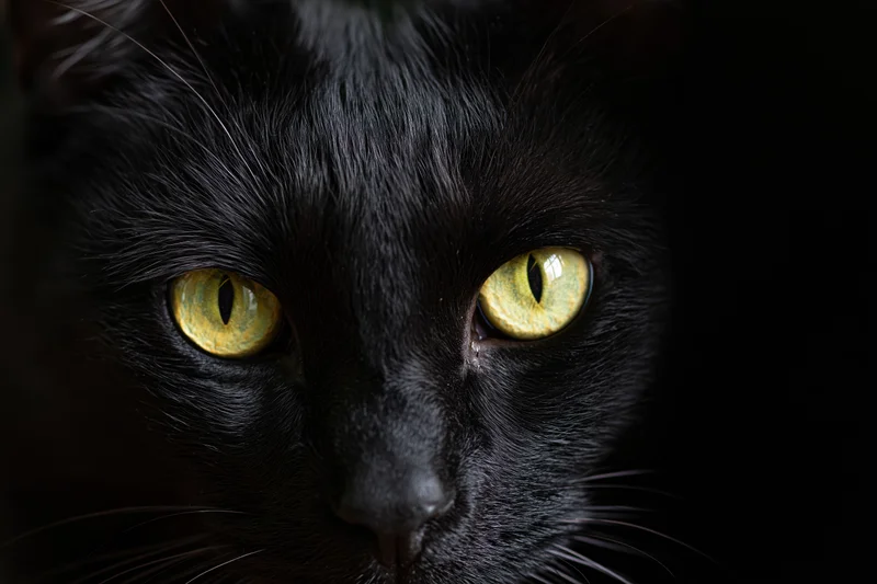 Black cat staring directly at camera with intense yellow eyes in closeup portrait