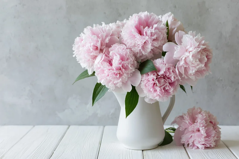 Pale pink peonies arranged in a white ceramic pitcher on a wooden table