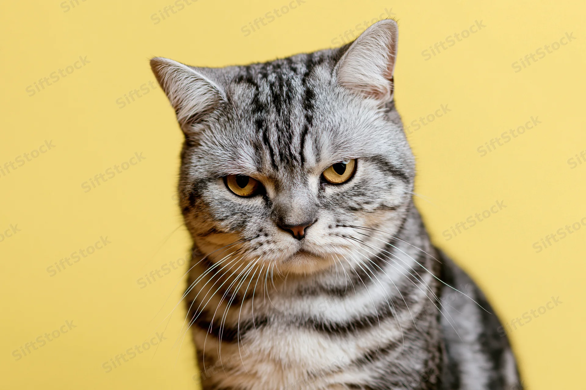Britishshorthair tabby cat sitting upright staring directly at camera against yellow background