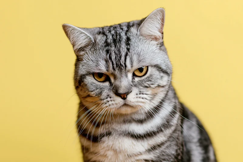 Britishshorthair tabby cat sitting upright staring directly at camera against yellow background