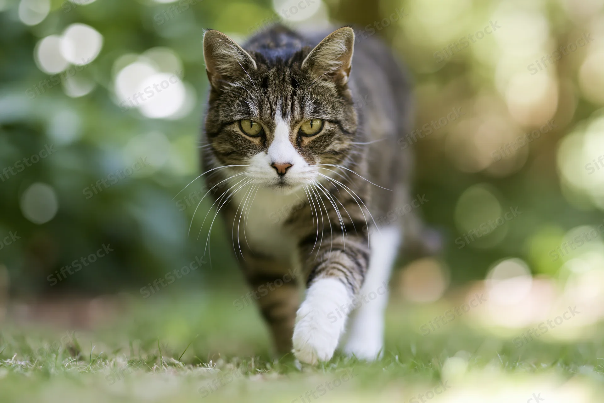 Tabby and white domestic cat walking toward camera on grass in garden