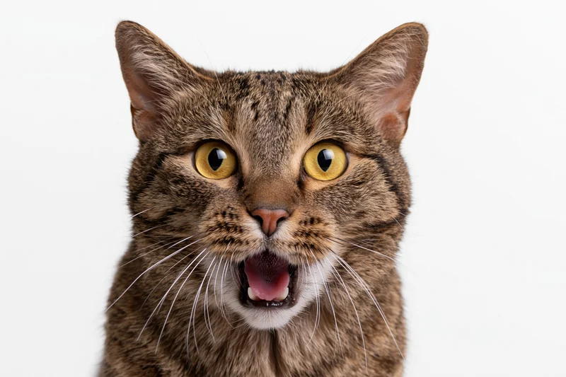 Closeup of a brown tabby cat with mouth open and wide eyes against a white background