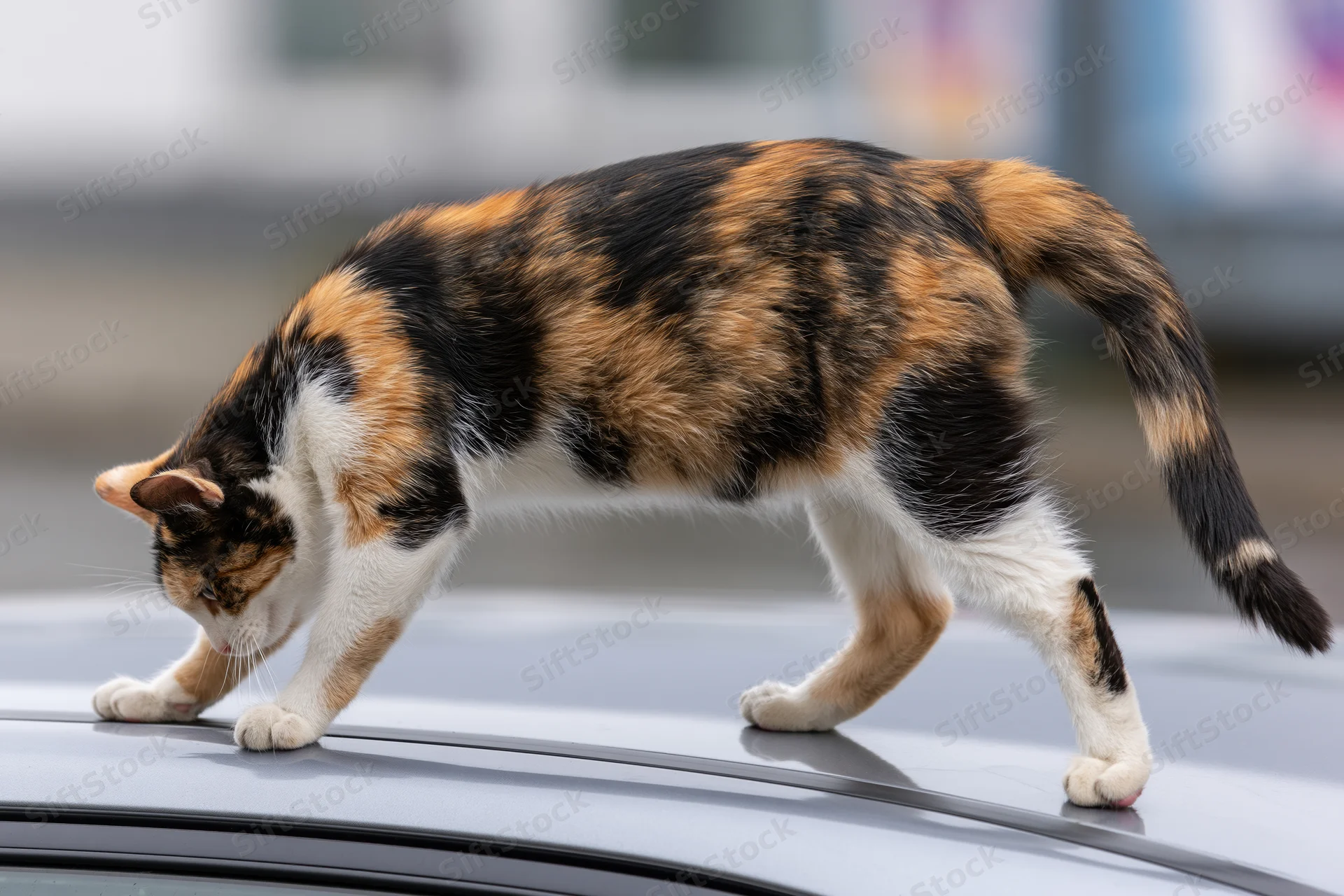 Calico cat stretching on the roof of a silver car