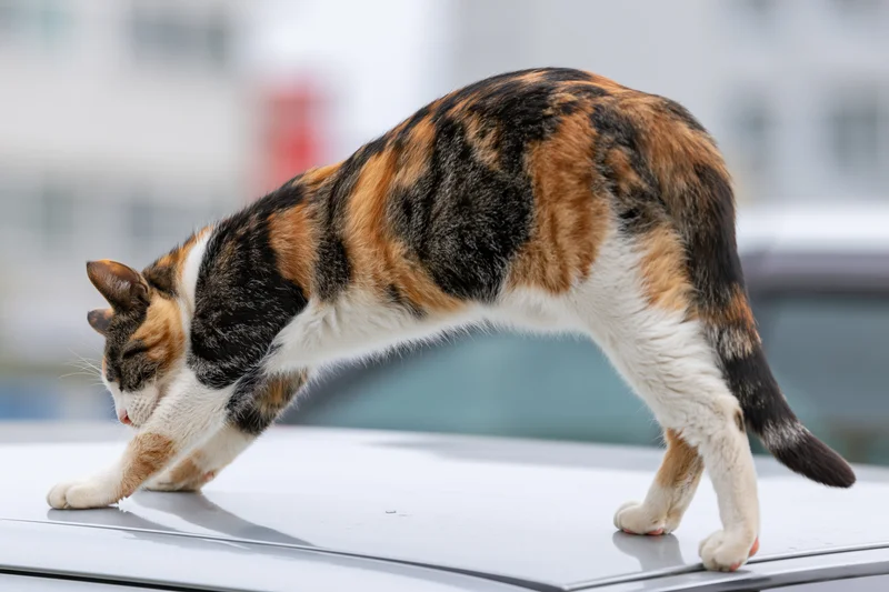 Calico cat stretching on roof of silver car