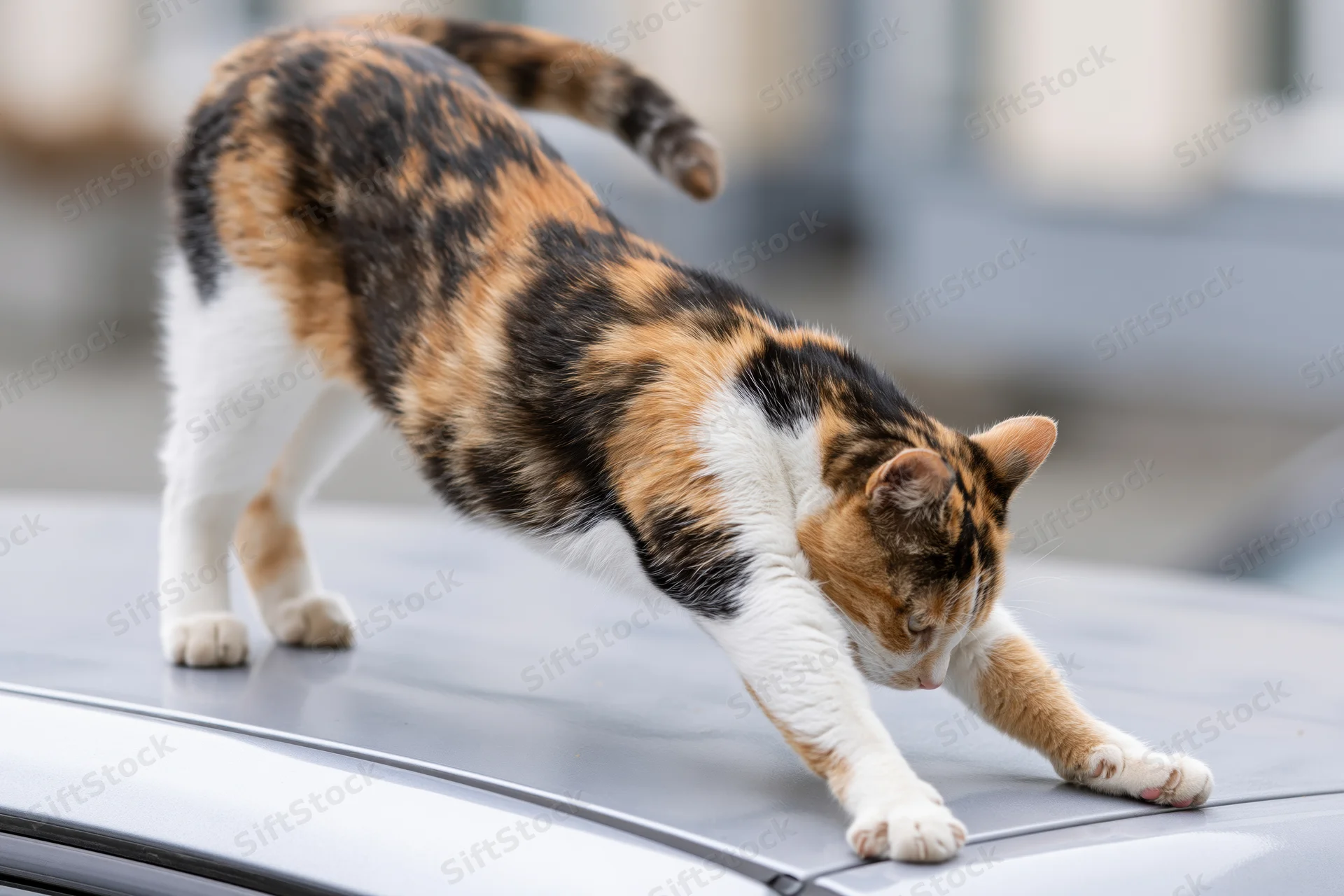 Calico cat stretching on the roof of a silver car