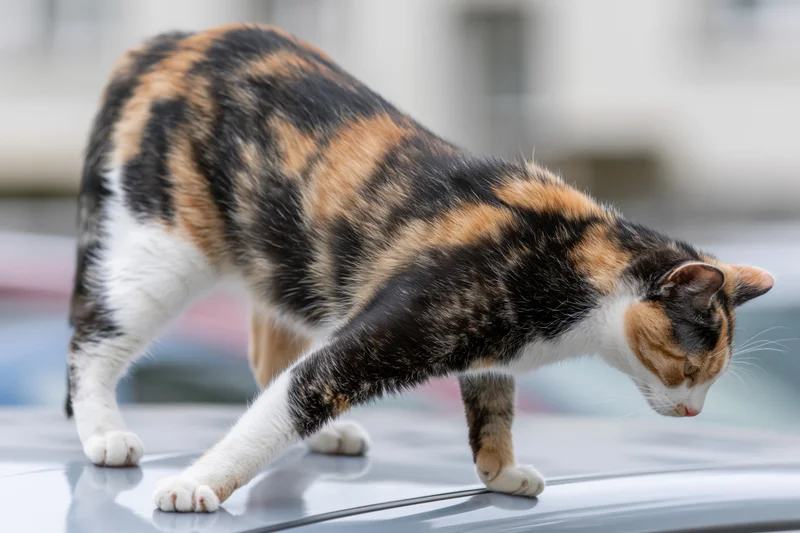 Calico cat stretching on the roof of a silver car