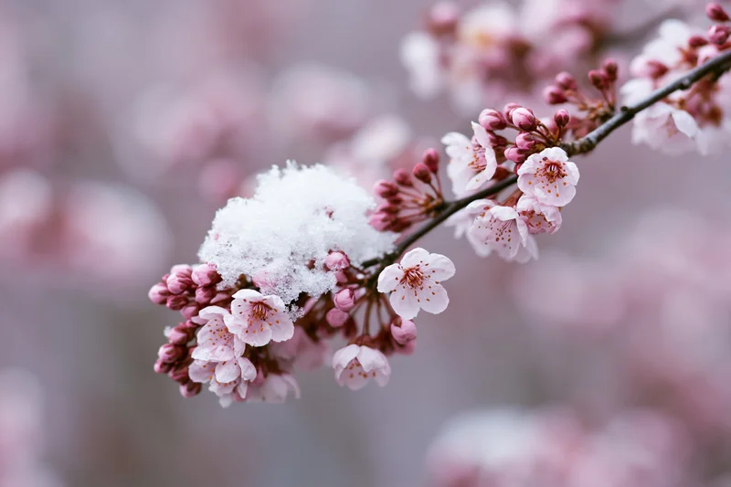 Cherry blossom branch with pink flowers and buds covered in snow