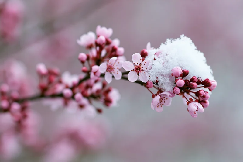 Cherry blossom branch with pink flowers and snow on a soft blurred background