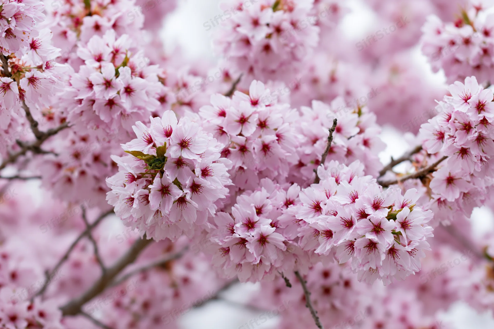 Cherry blossom branches in full bloom with soft pink flowers and delicate petals against a blurred natural background