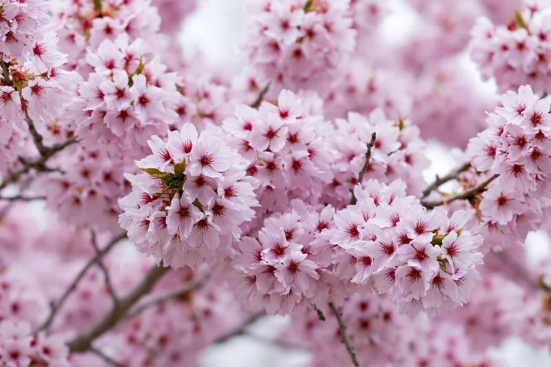 Cherry blossom branches in full bloom with soft pink flowers and delicate petals against a blurred natural background