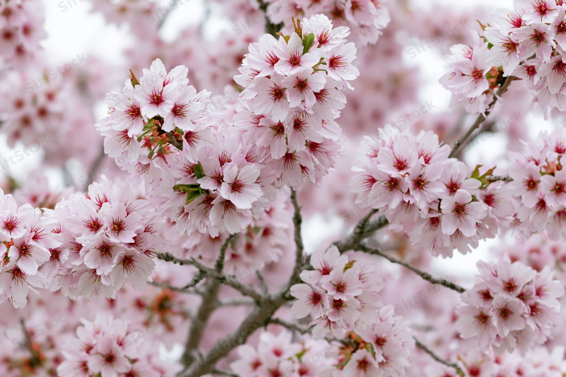 Cherry blossom branches in full bloom with soft pink flowers and green buds, outdoors in spring