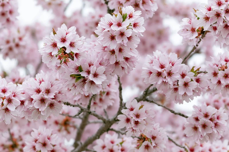 Cherry blossom branches in full bloom with soft pink flowers and green buds, outdoors in spring