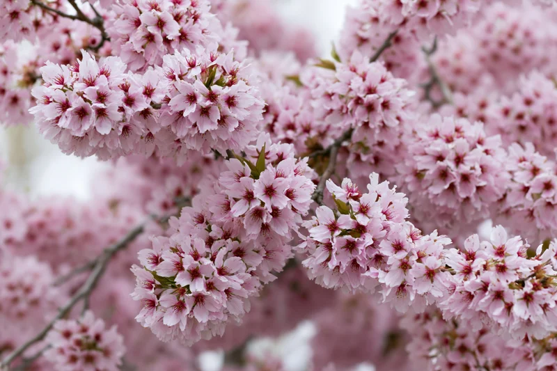 Cherry blossom branches in full bloom with soft pink flowers against a blurred natural background
