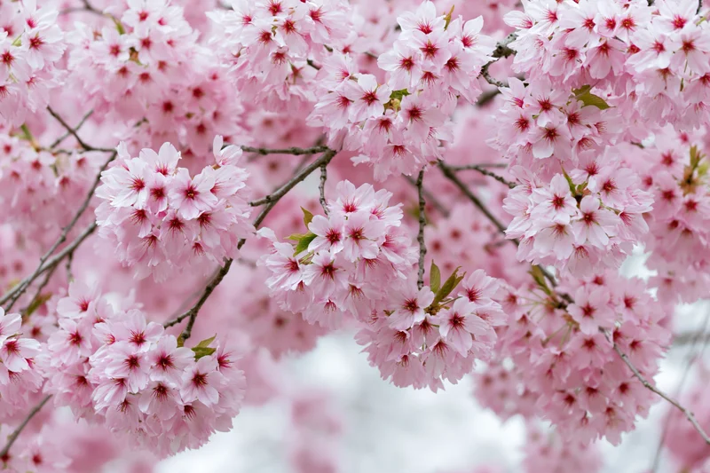 Cherry blossom branches in full bloom with soft pink flowers and green leaves against a blurred background