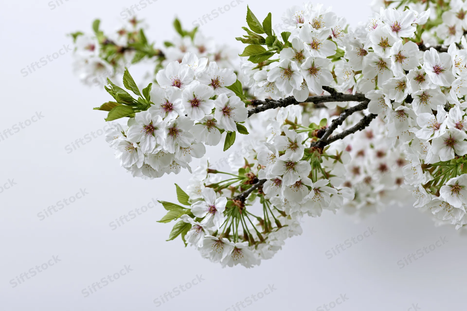 Cherry blossom branch with white flowers and green leaves against a plain white background