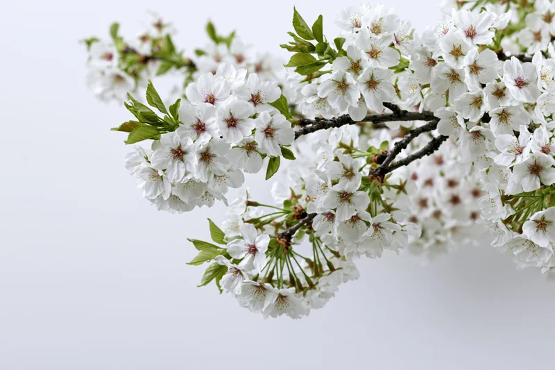 Cherry blossom branch with white flowers and green leaves against a plain white background
