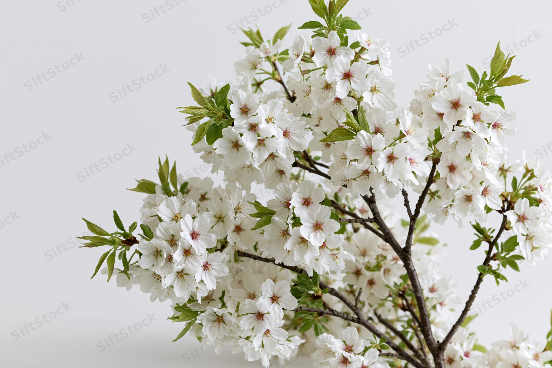 Cherry blossom branches in full bloom against a plain white background