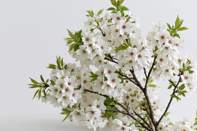 Cherry blossom branches in full bloom against a plain white background