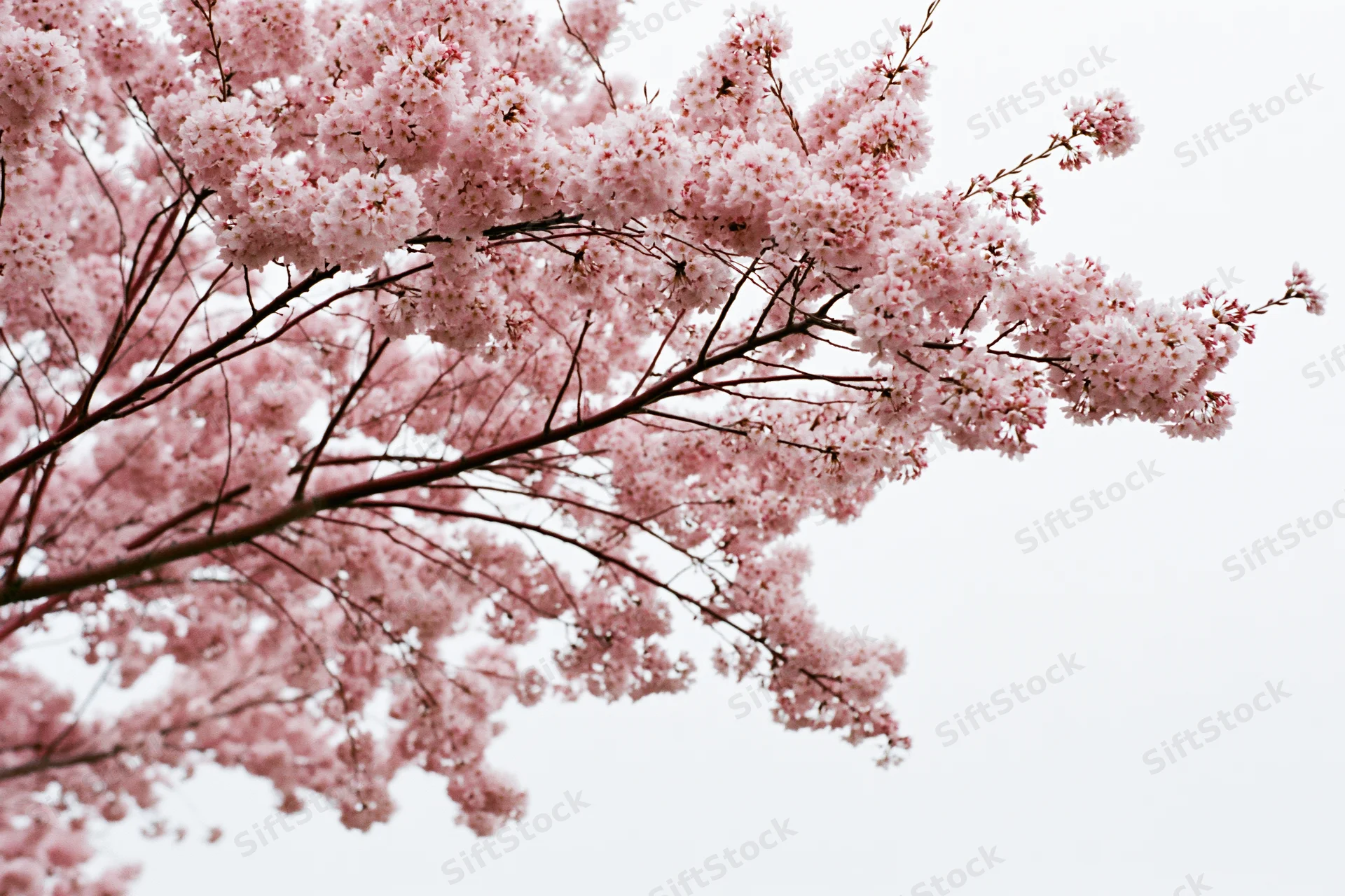 Cherry blossom branches in full bloom against a soft sky