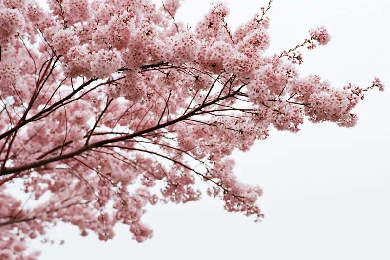 Cherry blossom branches in full bloom against a soft sky