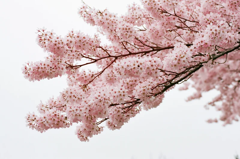Cherry blossom branches in full bloom against a bright sky