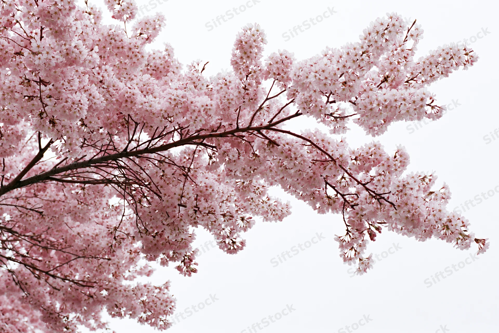 Cherry blossom branches in full bloom against a white background