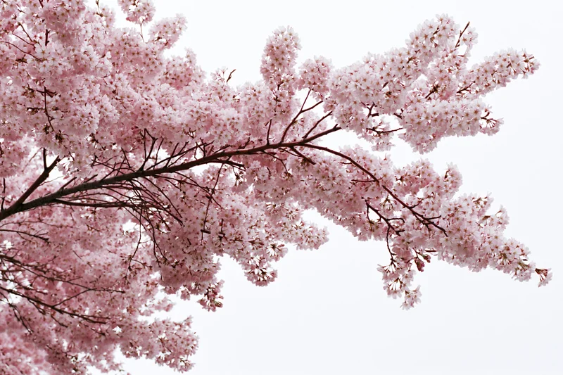 Cherry blossom branches in full bloom against a white background