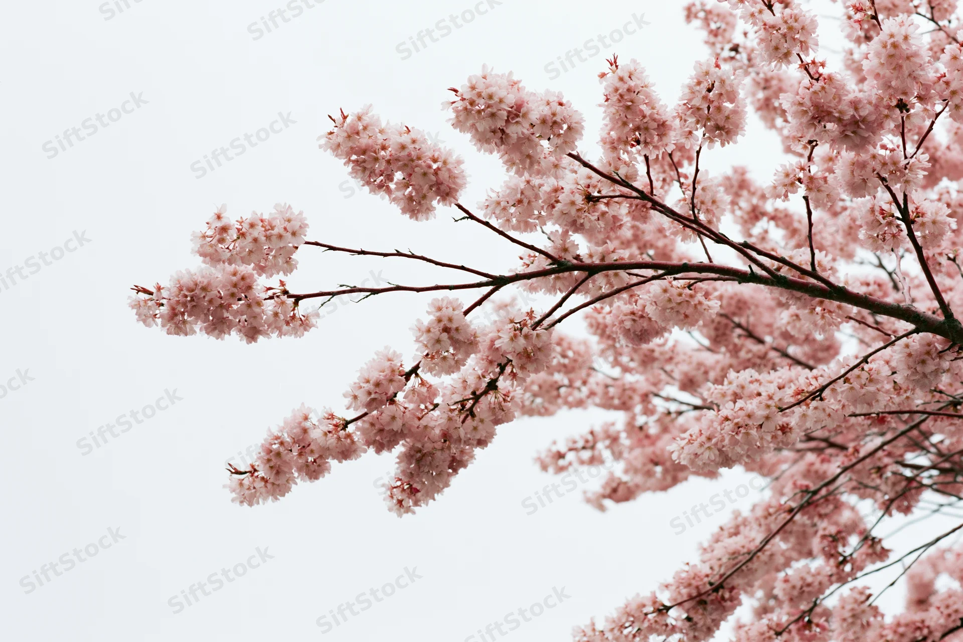 Cherry blossom branches in full bloom against a pale sky