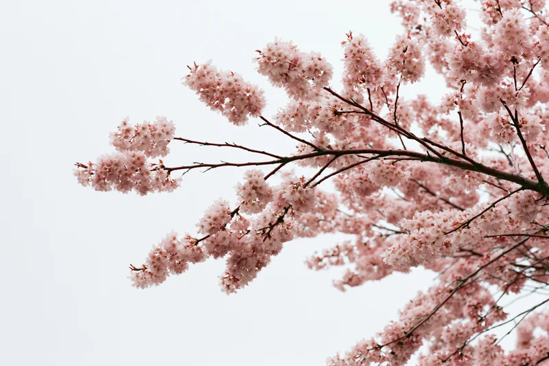 Cherry blossom branches in full bloom against a pale sky