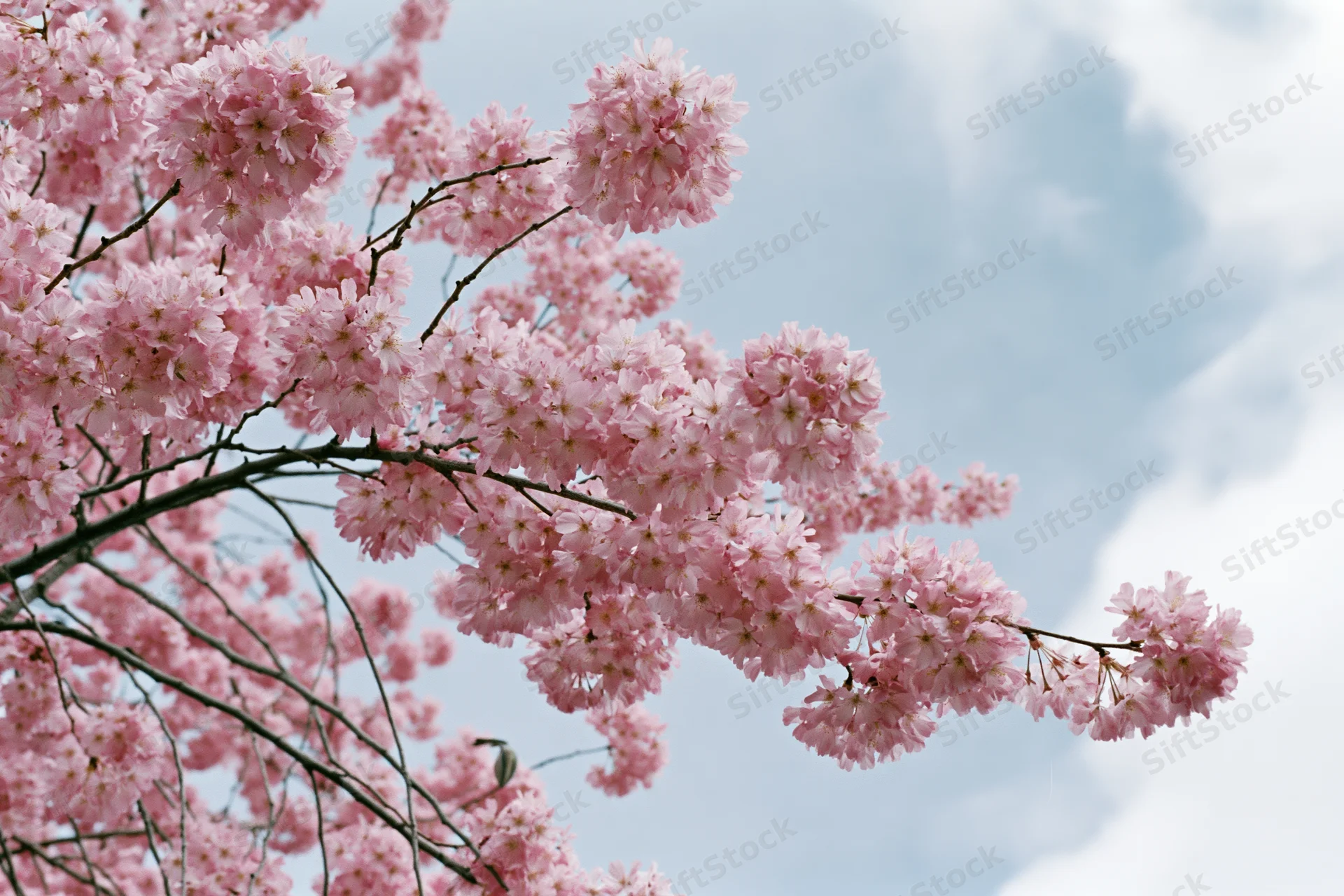 Cherry blossom branches in full bloom against a cloudy sky