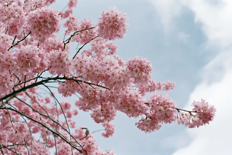 Cherry blossom branches in full bloom against a cloudy sky