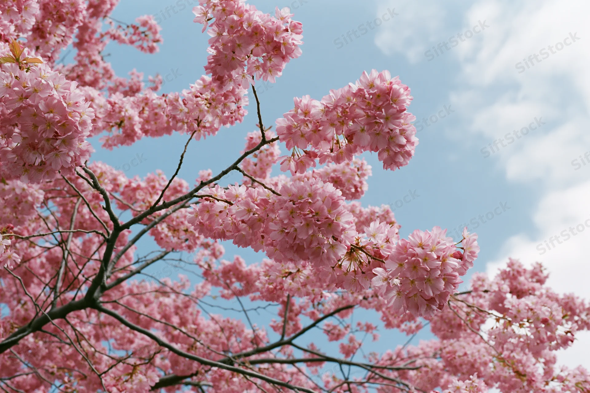 Cherry blossom branches in full bloom against a blue sky with scattered clouds