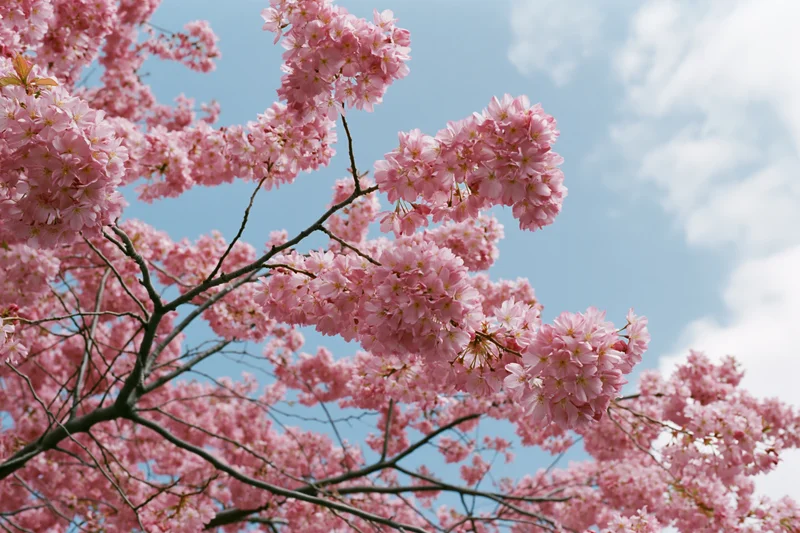 Cherry blossom branches in full bloom against a blue sky with scattered clouds