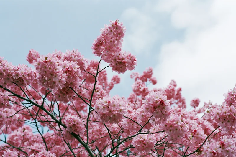 Cherry blossom branches in full bloom against a soft blue sky