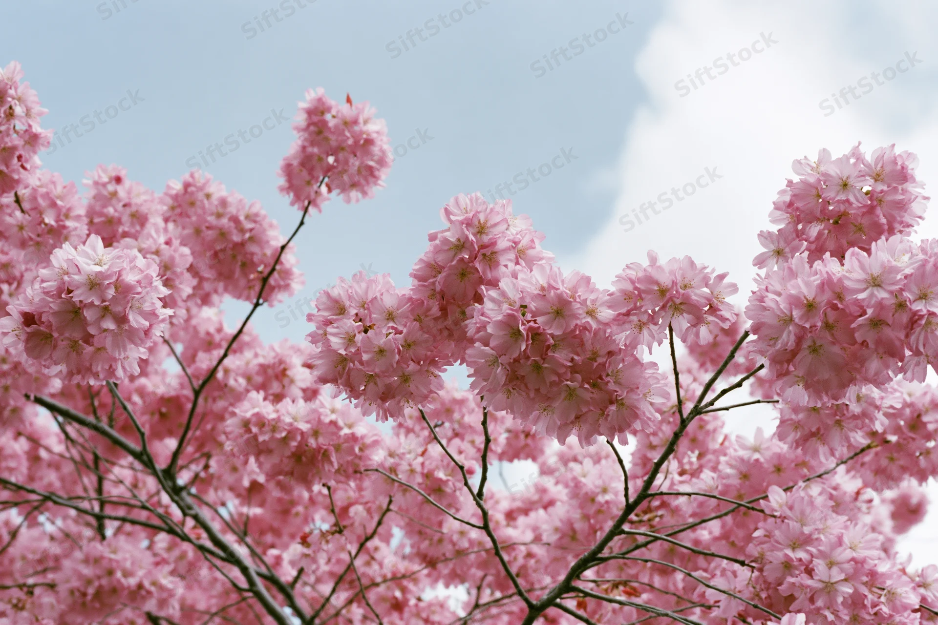 Cherry blossom branches in full bloom against a soft blue sky with scattered clouds