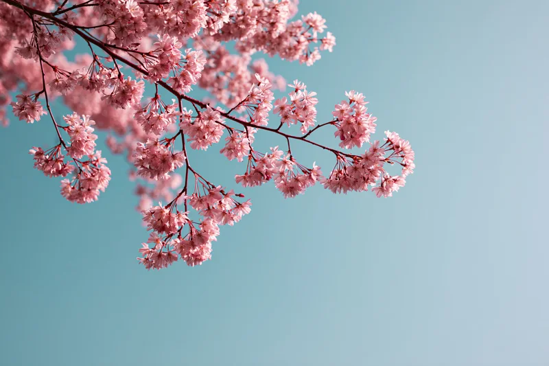 Cherry blossom branches in full bloom against a clear blue sky