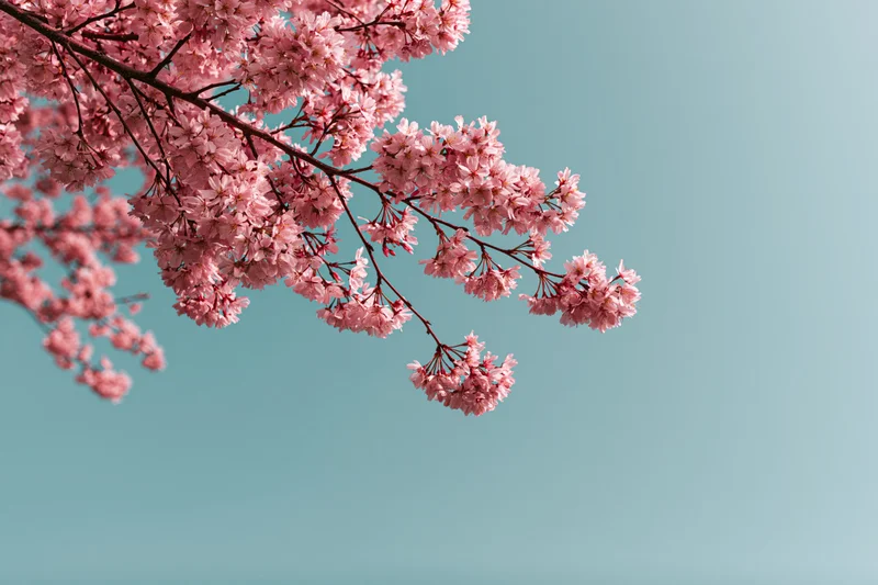 Cherry blossom branches in full bloom against a clear blue sky with copyspace on the right