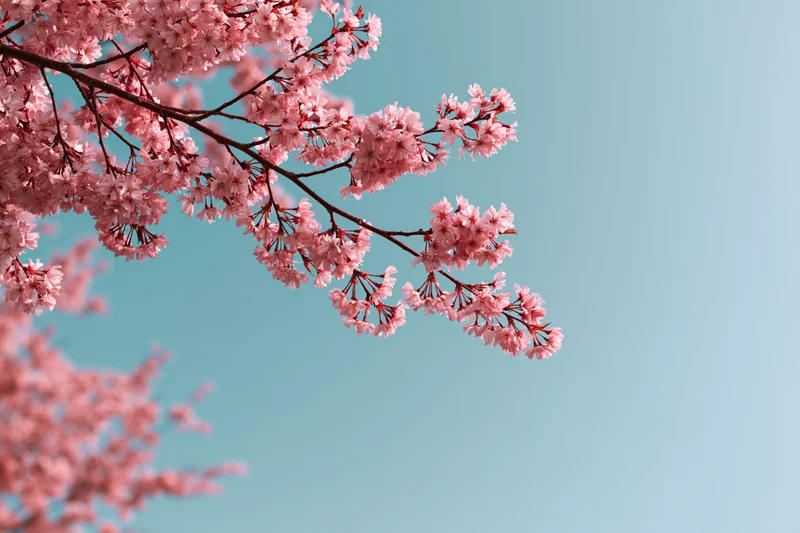 Cherry blossom branches with soft pink flowers blooming against a clear blue sky
