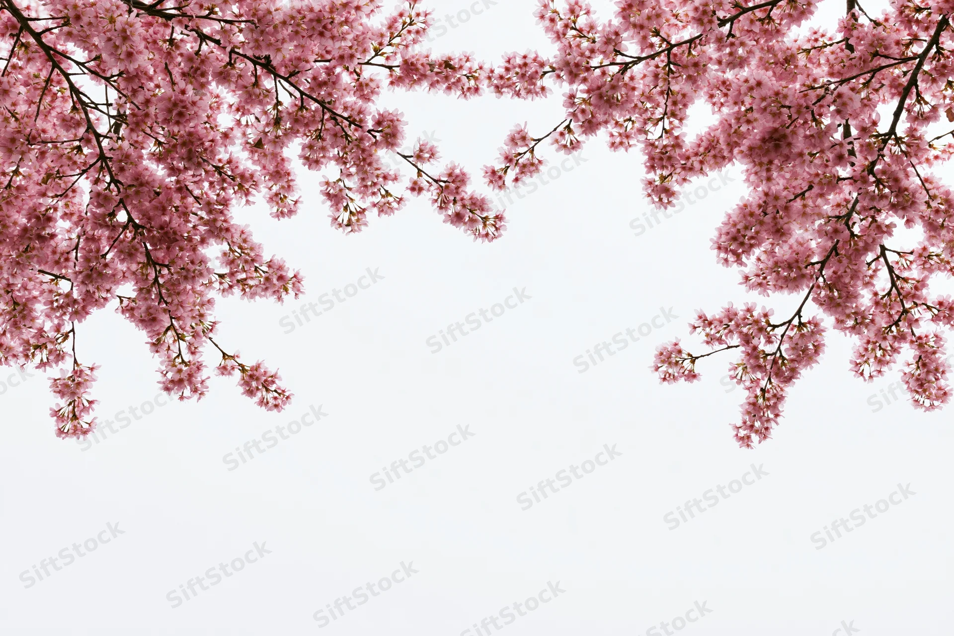 Cherry blossom branches arching inward with pink flowers against white background, framing copyspace