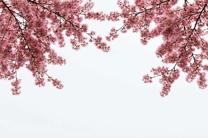 Cherry blossom branches arching inward with pink flowers against white background, framing copyspace