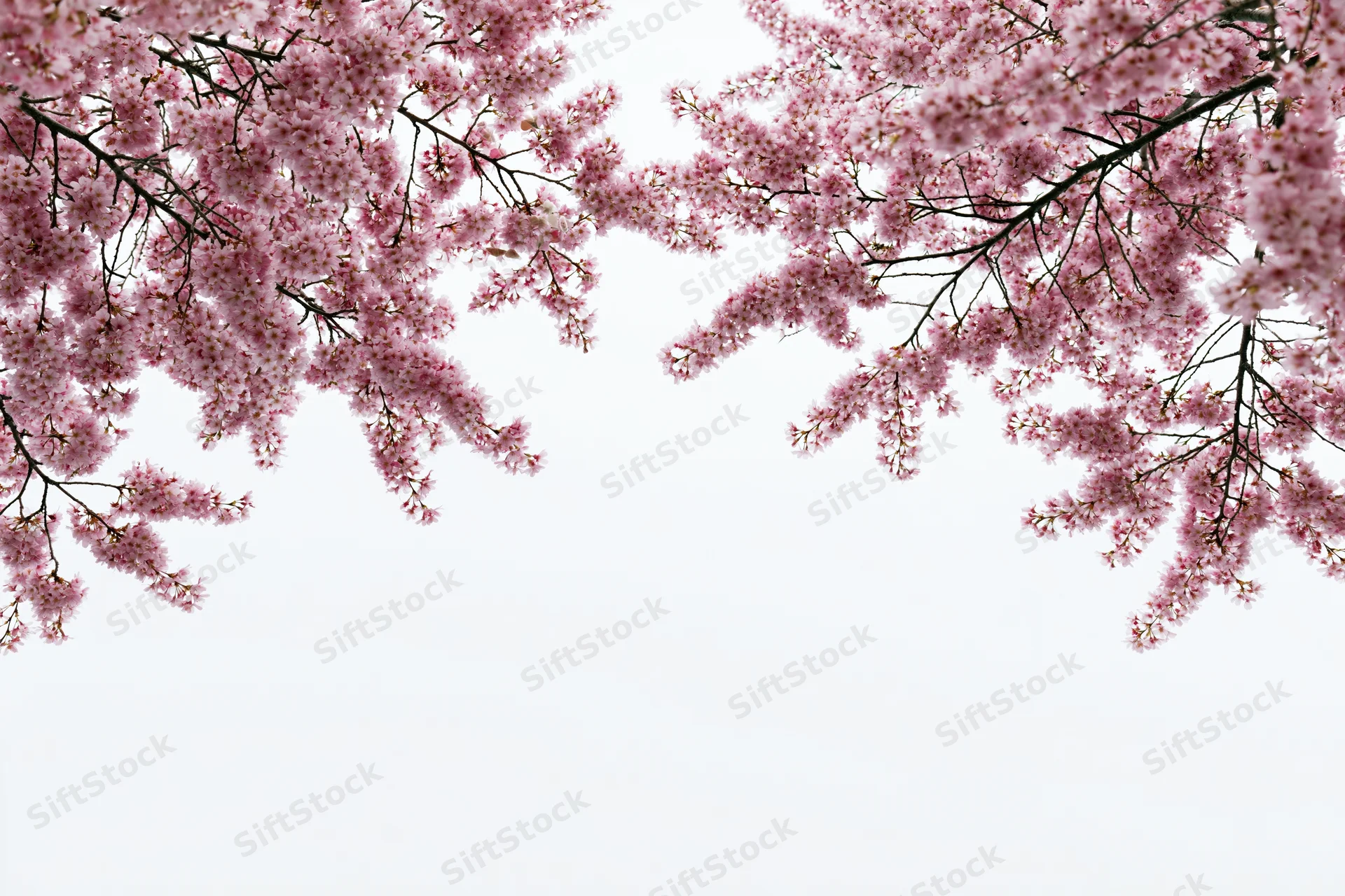 Cherry blossom branches with pink flowers arching inward against a white sky, creating a natural frame with copyspace below
