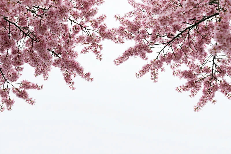 Cherry blossom branches with pink flowers arching inward against a white sky, creating a natural frame with copyspace below