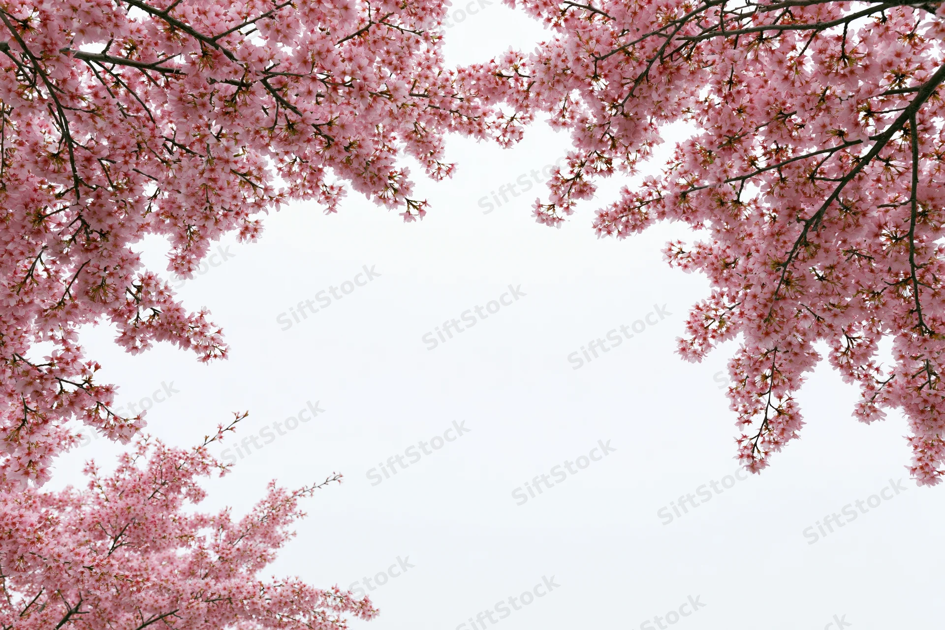 Cherry blossom branches arching inward against a white sky, framing a central copyspace