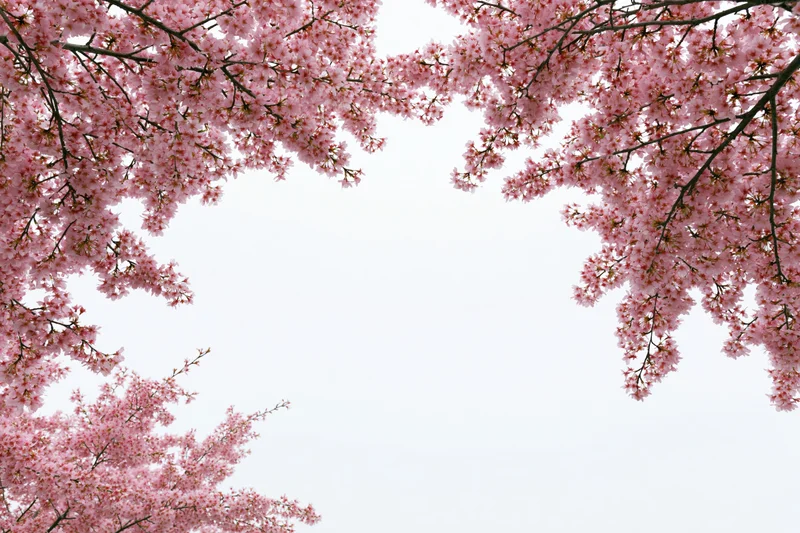 Cherry blossom branches arching inward against a white sky, framing a central copyspace
