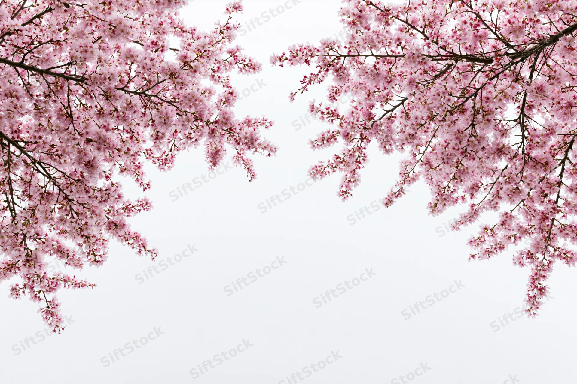 Cherry blossom branches with pink flowers arching inward against a white background