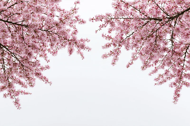 Cherry blossom branches with pink flowers arching inward against a white background